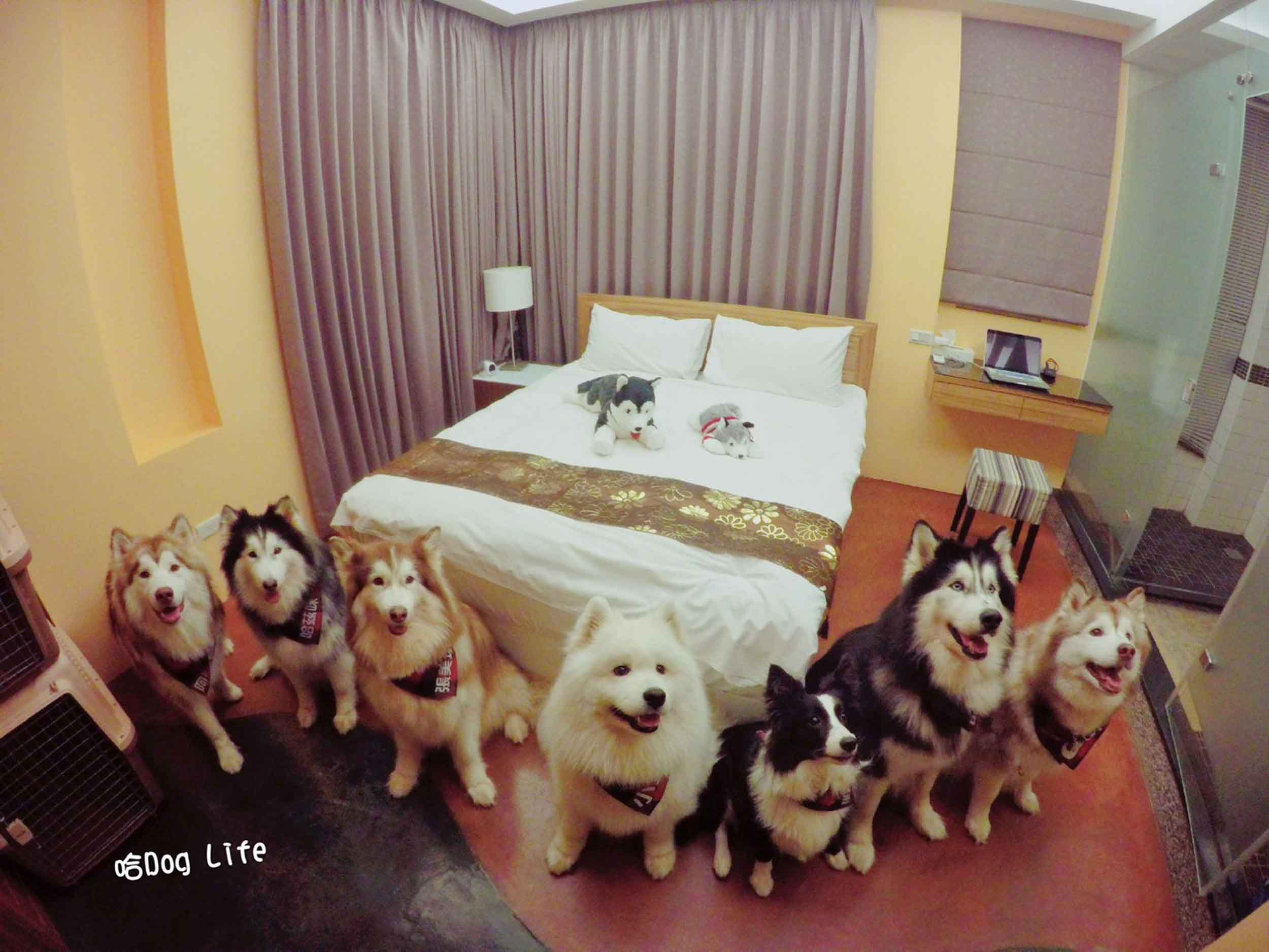201 柯基犬房